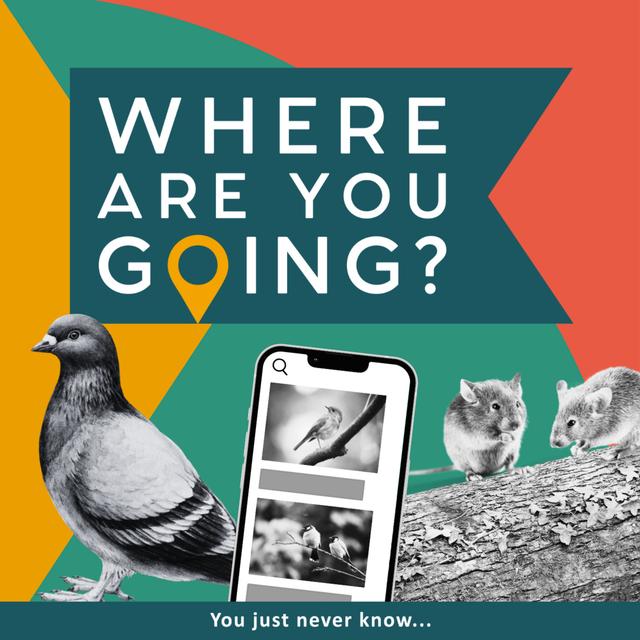 A Pigeon, Mice on a Log and a Bird App - podcast episode cover