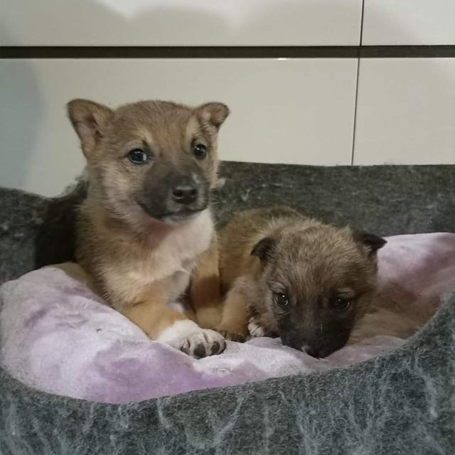 Learn How You Can Help the Fundraiser for Ukrainian Animal Shelters - podcast episode cover