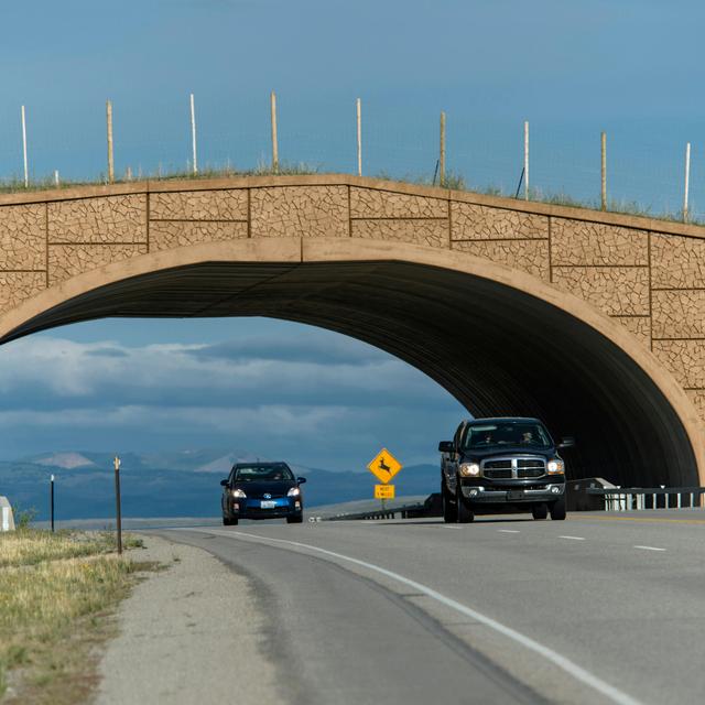 Highway Crossings Protect Migrating Pronghorns&mdash;and Motorists - podcast episode cover