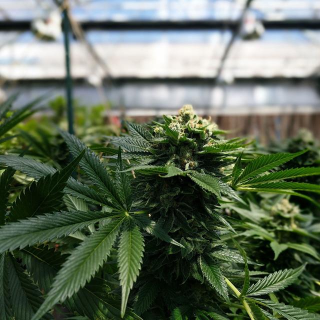 Reefer Madness with Dr. Staci Gruber - podcast episode cover