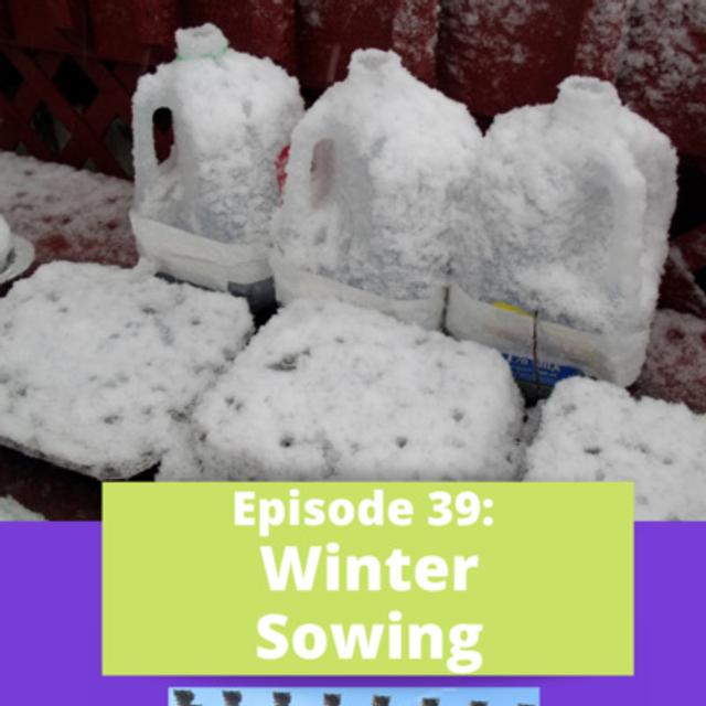 Winter Sowing - podcast episode cover