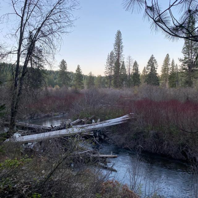 103: International Dawn Chorus Day Beside The Upper McCloud River - podcast episode cover