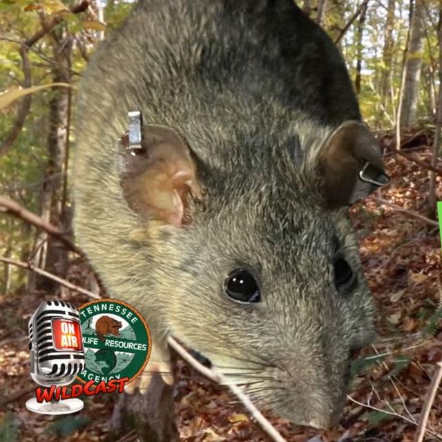 TW 389 - Ohh Rats! - podcast episode cover