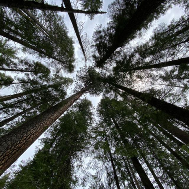 107: Mount Shasta- Old Growth Forest Along Squaw Valley Creek - podcast episode cover