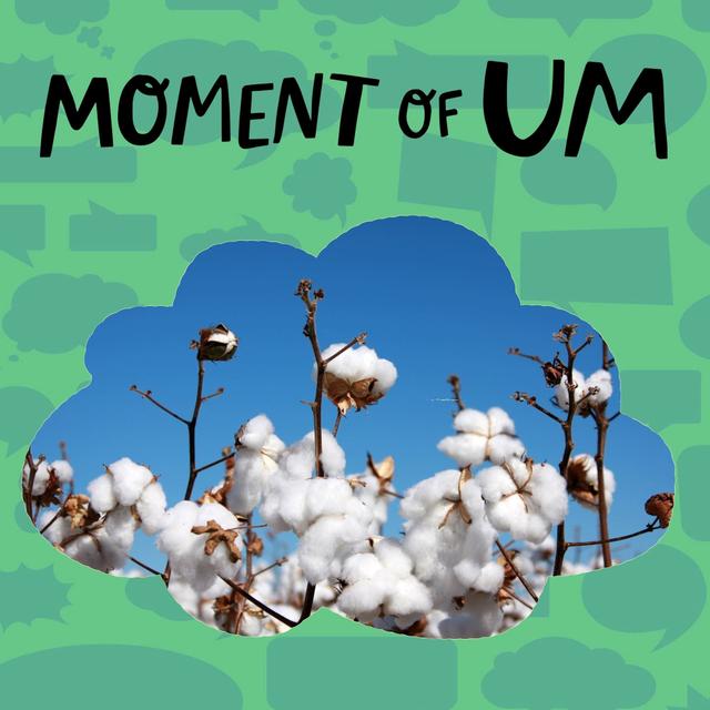 Why is cotton so fluffy? - podcast episode cover