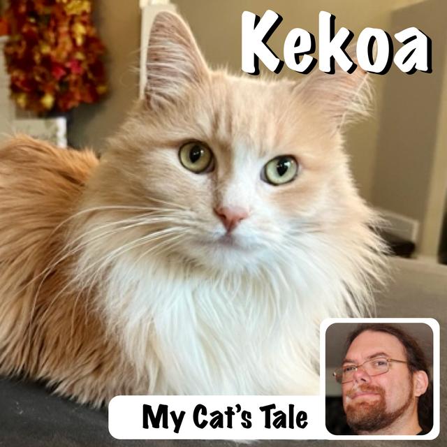 My Cat’s Tale – A Warning From Kekoa - podcast episode cover