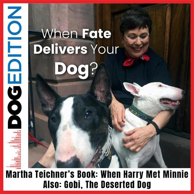 When Fate Delivers Your Dog: Martha Teichner’s Book “When Harry Met Minnie” | Gobi The Desert Dog | Dog Edition #9 - podcast episode cover