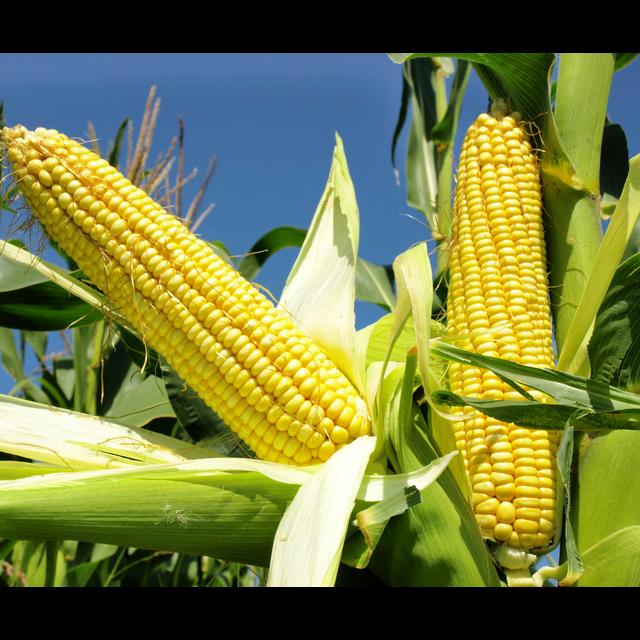 Rev Up Photosynthesis to Boost Crop Yields - podcast episode cover