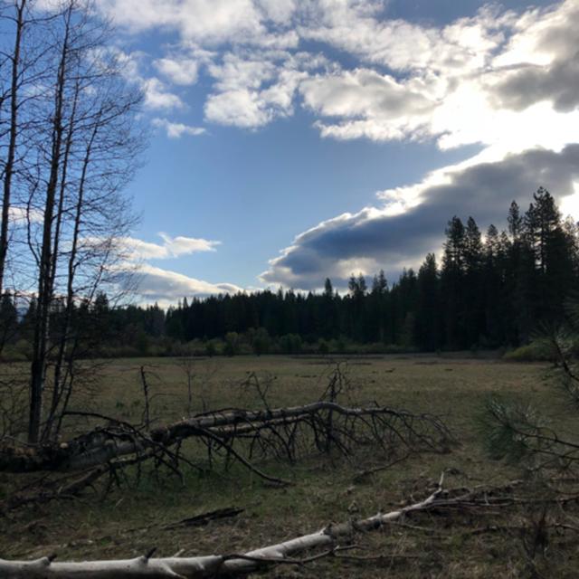 Episode 73: International Dawn Chorus Day at Bigelow Meadow - podcast episode cover