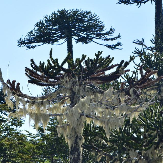 Araucaria Forests of Chile - podcast episode cover