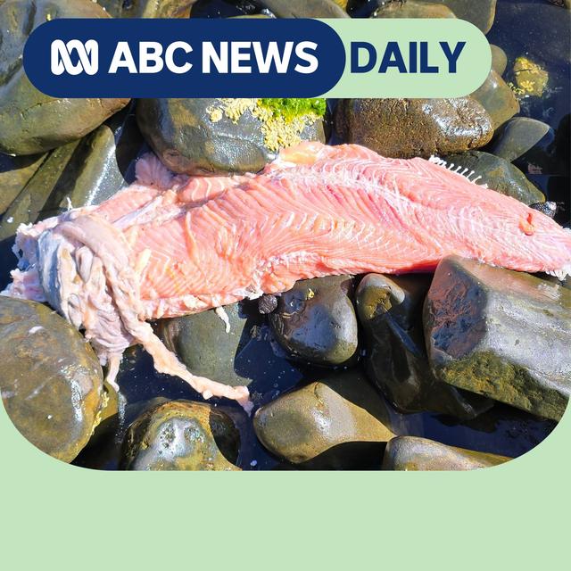 Understanding the Tasmanian salmon saga - podcast episode cover