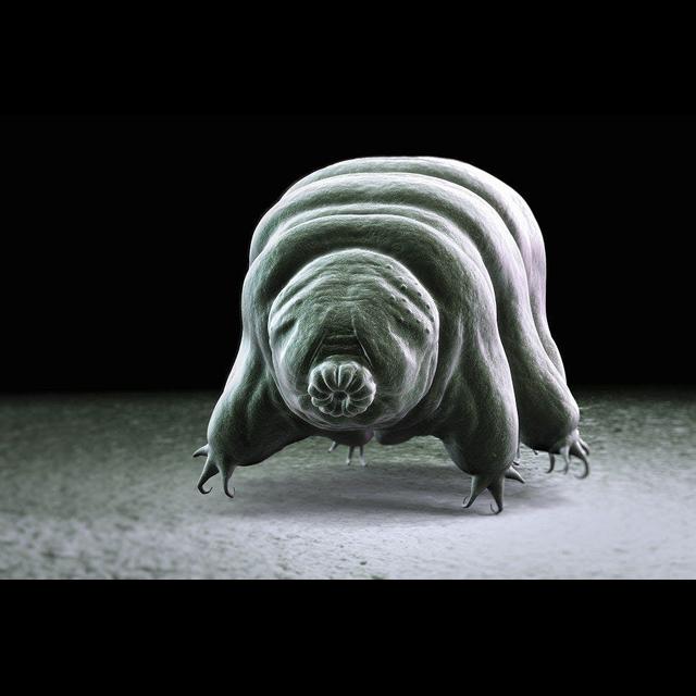 Tardigrade Protein Protects DNA from Chemical Attack - podcast episode cover