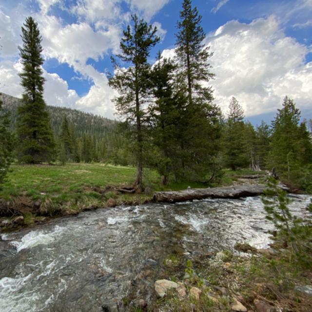 166: Tree Ears- Beside The North Fork Of The Sacramento River - podcast episode cover