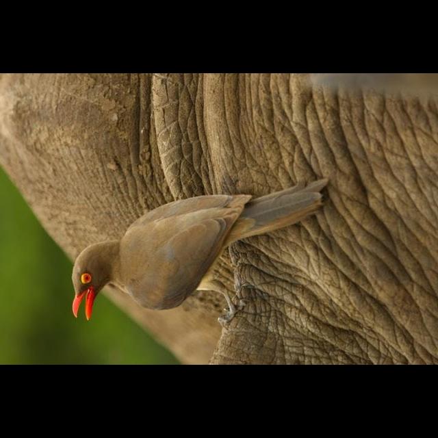 Birds on Rhinos' Back Help Them Avoid Poachers - podcast episode cover