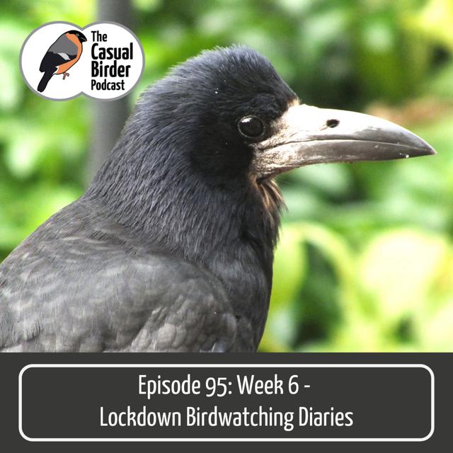 #95: Week 6 - Lockdown Birdwatching Diaries - podcast episode cover