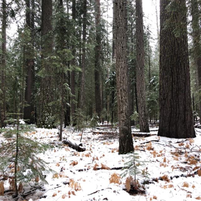 Episode 55: Snow Falling From Towering Sugar Pines - podcast episode cover