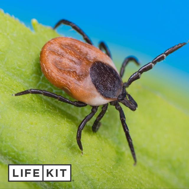 It's tick season. Here's how to protect yourself. - podcast episode cover