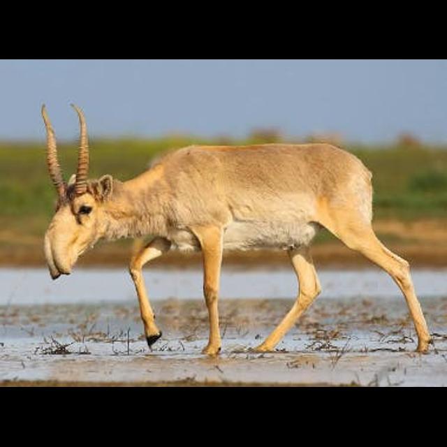 Saigas Straight From Seuss - podcast episode cover