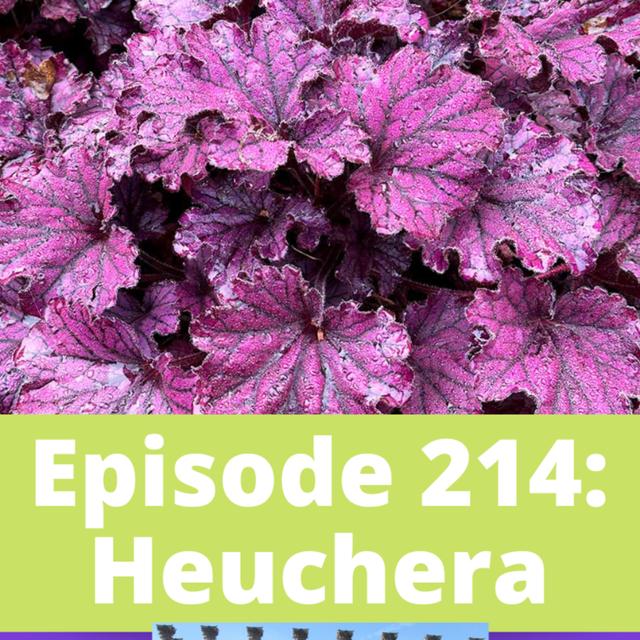 Heuchera - podcast episode cover