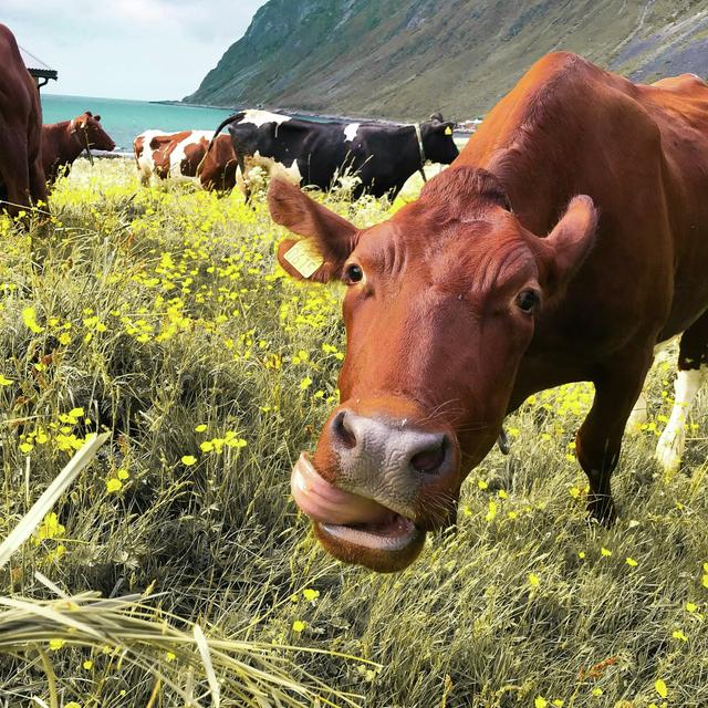 Are Cow Burps Hurting the Environment? - podcast episode cover