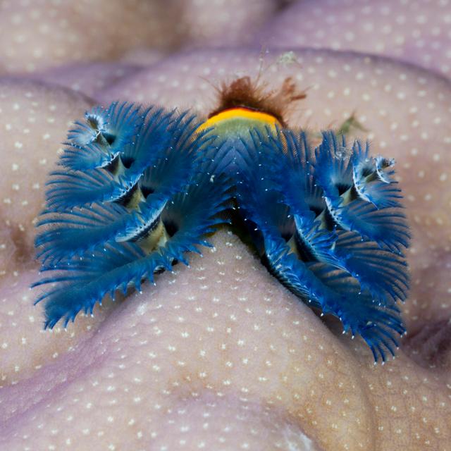New Discoveries In Underwater Plant Sex - podcast episode cover