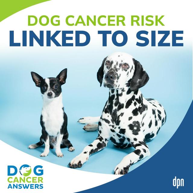 Dog Cancer Risk Linked to Size | Dr. Jules Benson #204 - podcast episode cover