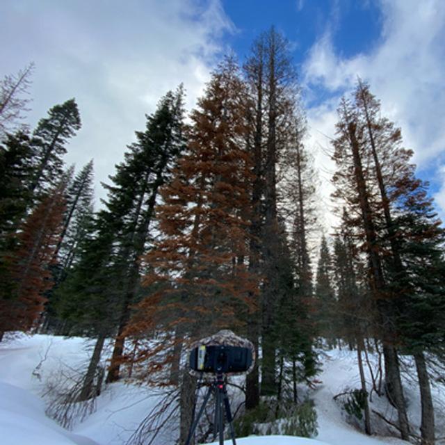126: Woodpeckers On A Winter Morning - podcast episode cover