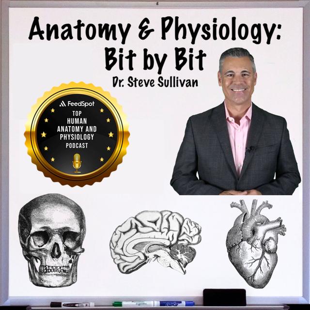 Lymphatic Tissues and Organs- Episode 50 - podcast episode cover