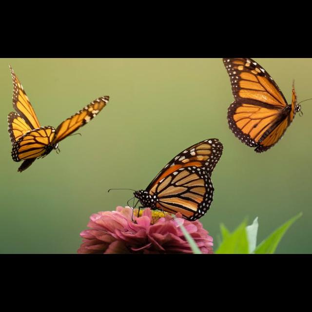 Mysteries of the Monarch Butterfly - podcast episode cover