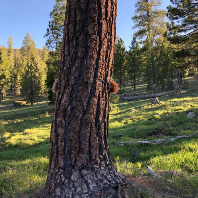 Episode 77: Streamside Jeffrey Pine Tree Ears - podcast episode cover