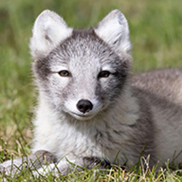 My Go-To Camera Settings and Modes for Wildlife and Landscape Photography - podcast episode cover