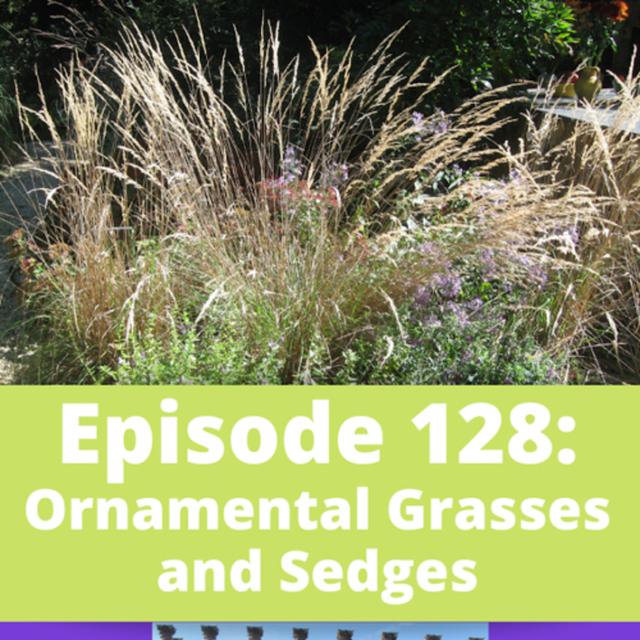 Ornamental Grasses and Sedges - podcast episode cover