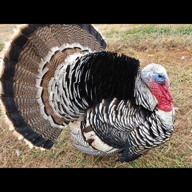 Episode 195: Gobble Gobble with Turkeys - podcast episode cover