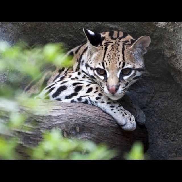 Alluring Ocelots - podcast episode cover