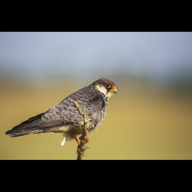 Episode 229: The Migrating Amur Falcon - podcast episode cover