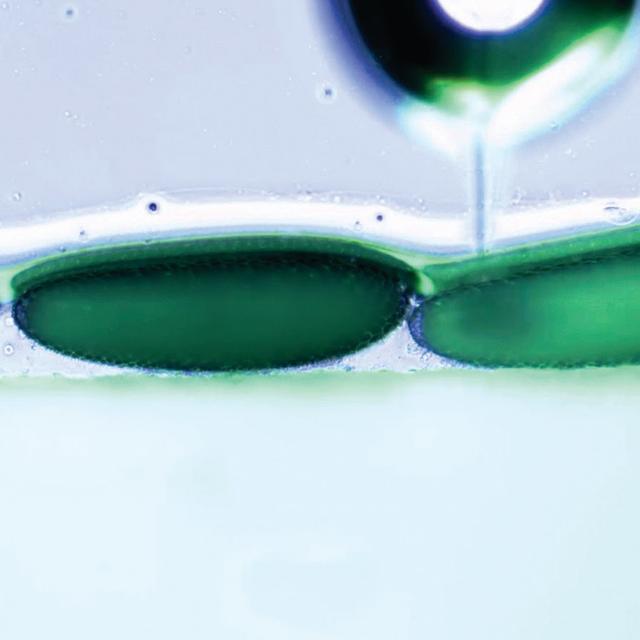 Wolbachia: Bacteria that are saving lives - podcast episode cover