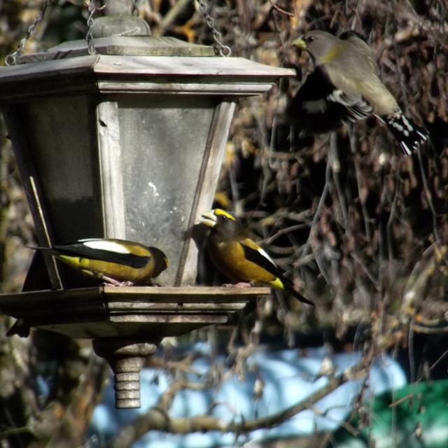 Bonus! Busy Backyard Bird Feeder - podcast episode cover