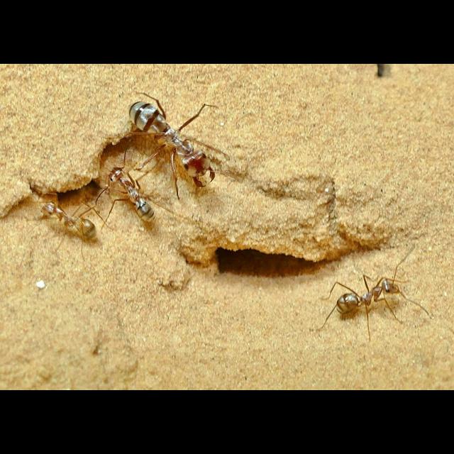 Galloping Ant Beats Saharan Heat - podcast episode cover