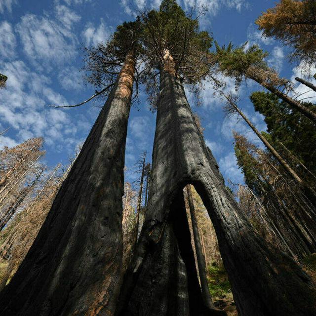 How Reforestation Efforts Could Be The Key To Fighting Climate Change - podcast episode cover