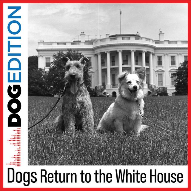 Dogs Return to the White House - podcast episode cover
