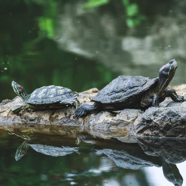 Incestuous terrapins #AudioMo - podcast episode cover