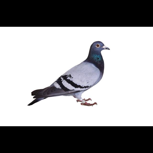 Stool-Pigeon Poop Reveals Bird-Racing Fouls - podcast episode cover