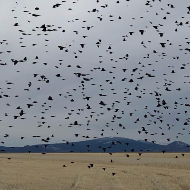 Bonus! Red-winged Blackbirds at Lower Klamath National Wildlife Refuge - podcast episode cover