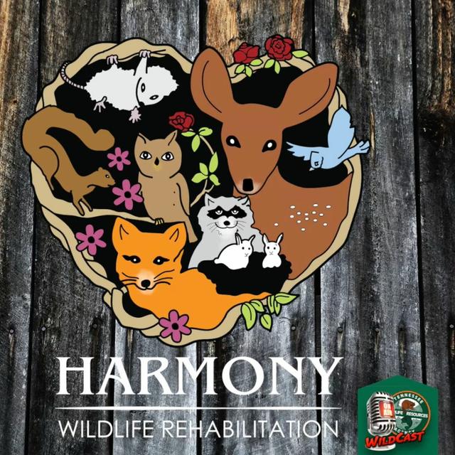 TW 340 - Harmony Wildlife - podcast episode cover