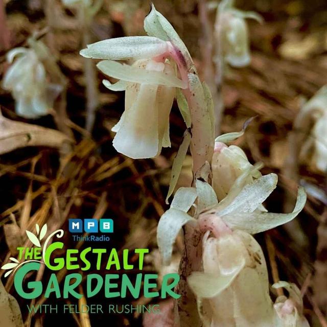The Gestalt Gardener | Persimmon Predictions - podcast episode cover