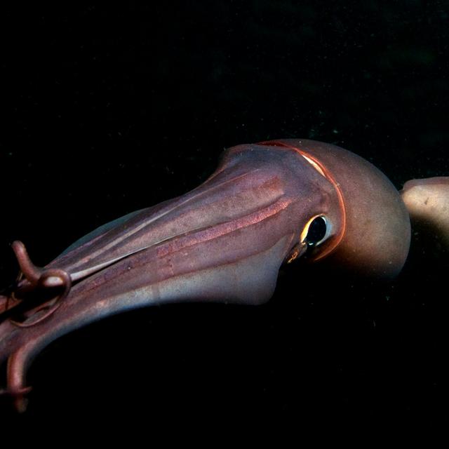 Squid's Glowing Skin Patterns May Be Code - podcast episode cover