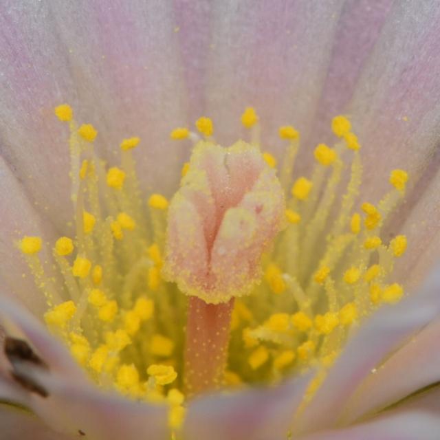 The Future of Peyote Conservation in South Texas - podcast episode cover