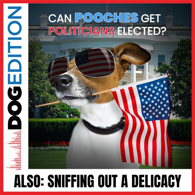 Can Pooches Get Politicians Elected? | Sniffing Out A Delicacy | Dog Edition #30 - podcast episode cover