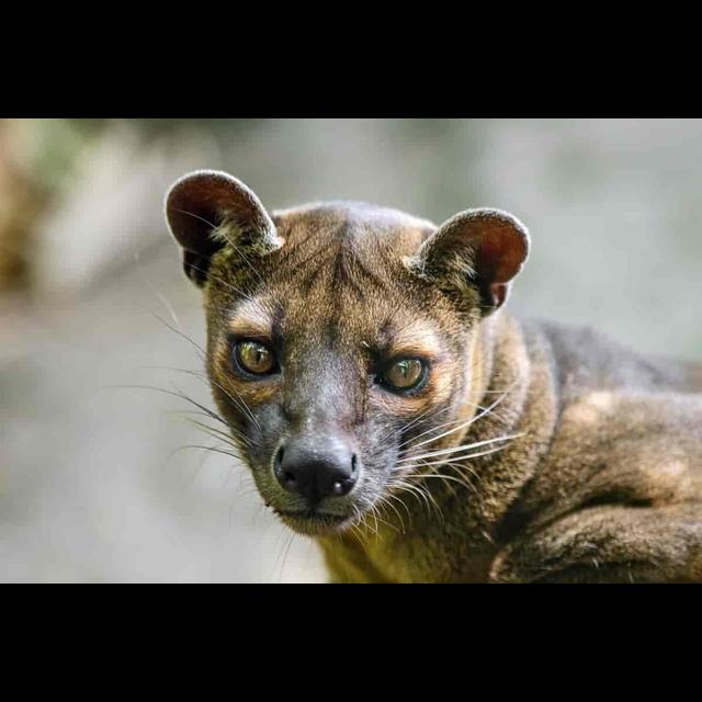 Episode 349: Fossa Returns - podcast episode cover