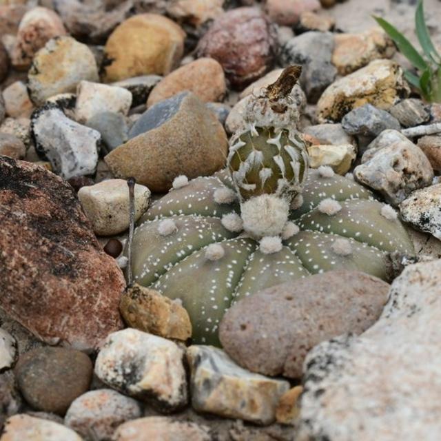 Chris Best, State Botanist - USFW - podcast episode cover